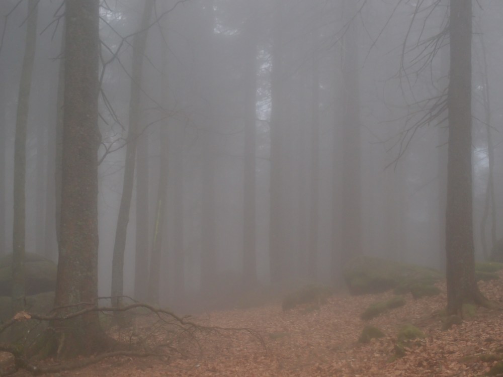 Wie Hanna zum Rotkäppchen im Walde wurde