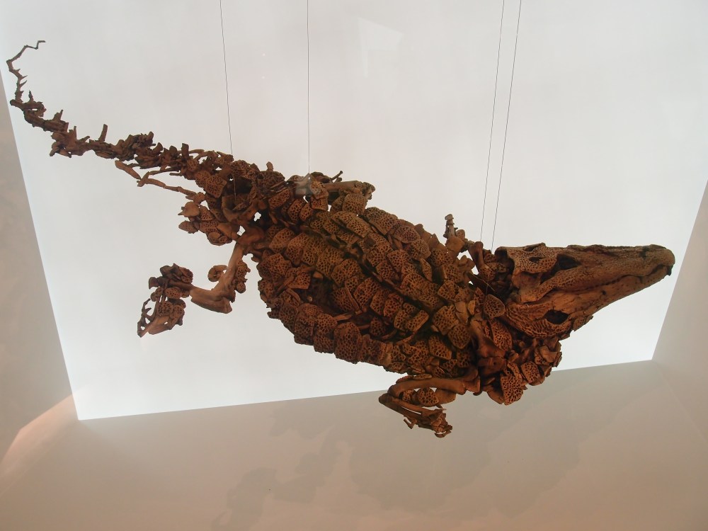 Extrem gut erhaltenes Skelett eines Krokodils von cor über 48 Millionen Jahren im Besucherzentrum Messel.