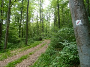 Saugut gekennzeichneter örtlicher Wanderweg vom Wanderverein Spessart.