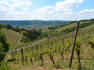Wandern,  Weinberge,  Waswillstdumehr?