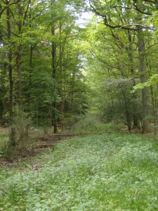 Irgendwo sollte da ein Weg sein...
