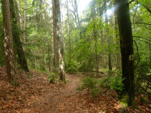 Wald wald Wald! Sieht aber sonniger aus als es ist