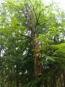 Der Frankenwald, sonst von Nadeln dominiert, aber ab und an finden sich auch Prachtexemplare anderer Art.