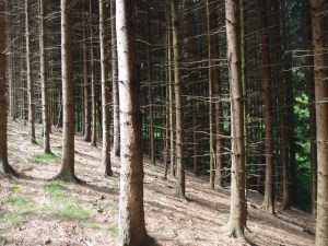 Da ging der Weg irgendwie durch, zum Erspähen der Zeichen brauchte ich länger als fürs Durchwandern.