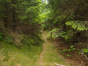 Zwischen den vielen Forstwegen gibt es aber auch ein paar schöne Wege