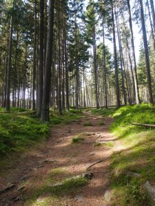 Die ersten schönen Waldwege, von Sonnenlicht durchflutet