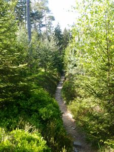 Die Wege wurden schmaler...