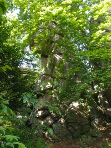 Und dann komm ich nach 3,4 Kilometern auf dem Rudolfstein an, von ca. 630 auf 866 Meter Höhe. Von diesen Felsen und der Aussicht von dort würde ich euch am liebsten hunderte Bilder zeigen!