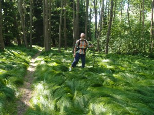 Wanderpapa im feenhaft anmutender Waldlandschaft