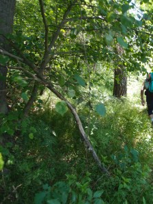 Die extremsten Stellen konnte ich nicht ablichten, ich hatte alle Hände voll zu tun, mir den Weg frei zu machen oder nicht abzurutschen... Ein Riesenspaß! :-)