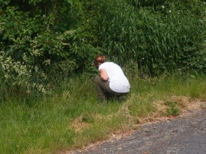 Sonnenblumen und Leinsamen