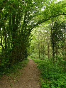 Regionaler Wanderweg A2, durch lichten Laubwald zur Wupper!