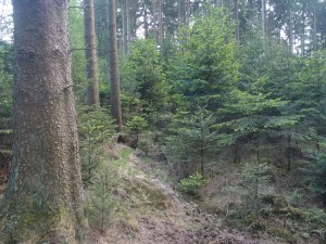 Rumirren im Wald