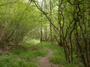 Hier sieht der doch richtig fein aus, der von mir auserwählte Weg
