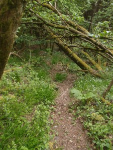 Hier überlege ich kurz, ob ich nicht doch zurück auf den gekennzeichneten Weg soll