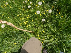 Der Weg endet in der Blumenwiese - noch macht's mir richtig Spaß!