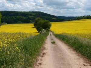 Sonne, Rapsfeld, Mittagspause - perfekt! 