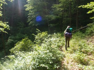 Dichter Wald, Sonne, herrlich!