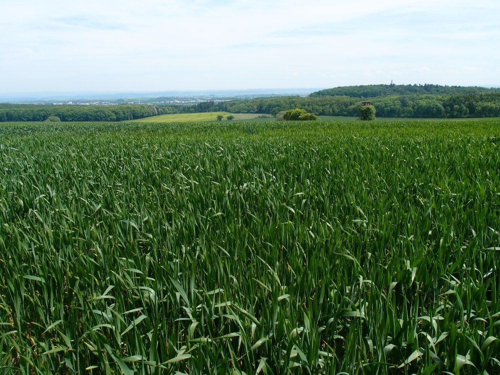 Da irgendwo ist Friedberg. Oder Bad Nauheim. Ach, auf jeden Fall habe ich die Berge hinter mir gelassen - es geht in die Wetterau