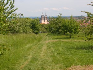 Durch die Kirsch-Plantagen. Endlich in Ockstadt!