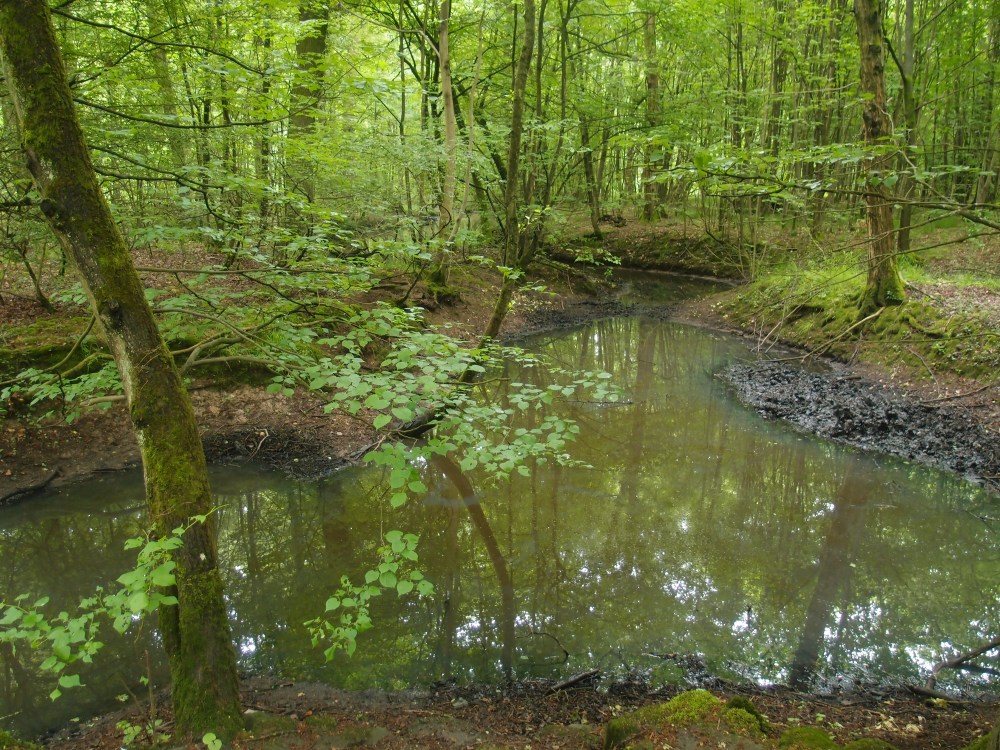 Die Auenwälder bei Erlensee sind mindestens einmal im Jahr überschwemmt
