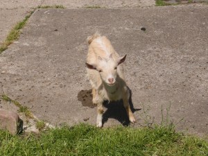 Mit Niedlichkeit davon abgelenkt, dass es jetzt bald bergauf geht...