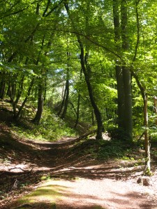 Wunderschöner Pfad am Waldrand