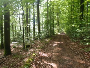 Über gemütliche Wege durch den sonnendurchfluteten Wald kann ich mich wieder freuen