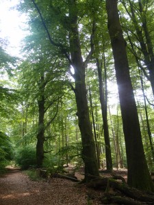Kontrast zwischen den gewaltigen Buchen und Eichen im Naturschutzgebiet Rohrberg und...