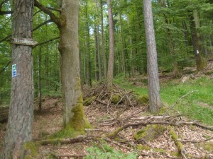 Zwischen Schollbrunn und diesem Schild lagen noch 3-4 km, doch dann - das erste Mal ist Hasselberg ausgeschildert!